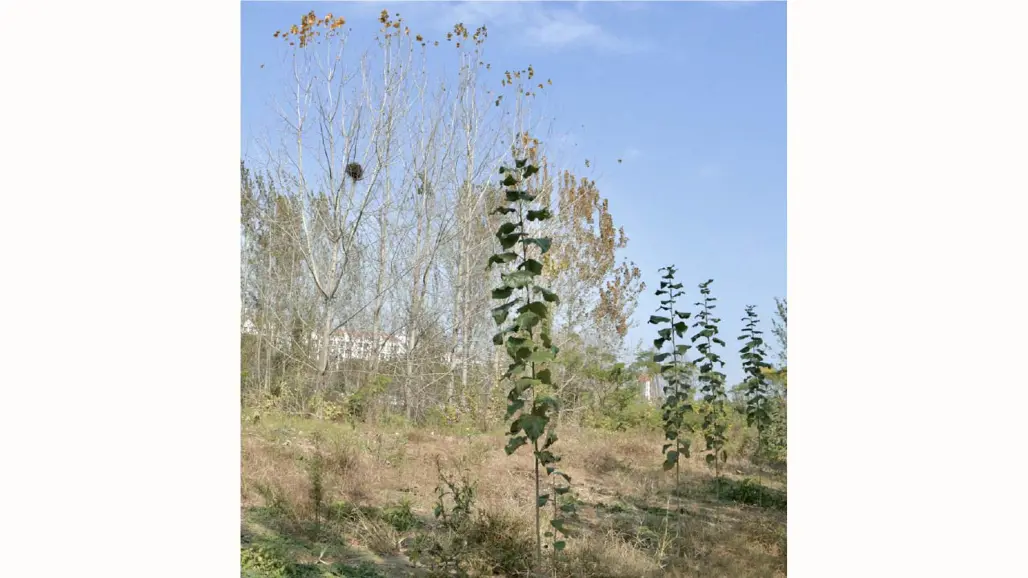 A field with shorter aspen trees with leaves in front and taller aspen trees without leaves in the back
