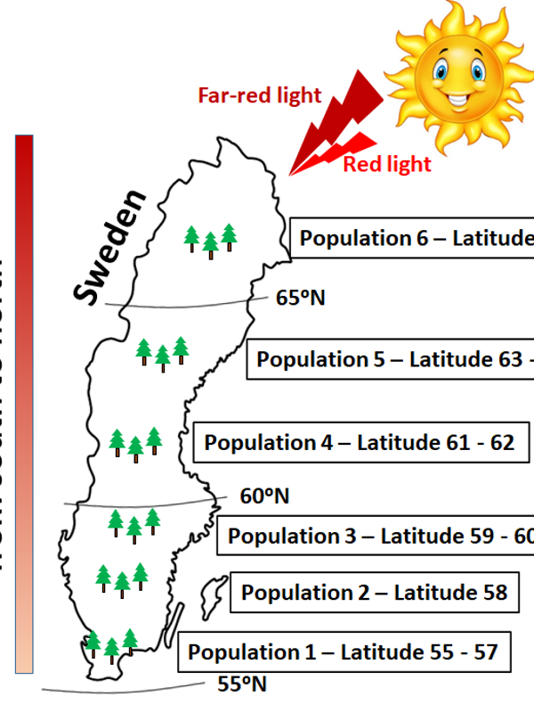 Illustration showing a map of Sweden and the location of the six different populations that were analysed in this study. On the right upper corner is a sun drawn and on the left site a gradient starting with light red in the bottom close to the South of Sweden turning to dark red on the top close to the North of Sweden