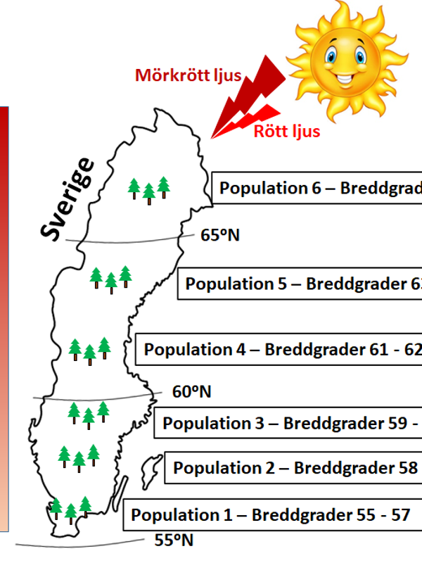Illustration som visar en karta över Sverige och platsen för de sex olika populationer som analyserades i denna studie. I det övre högra hörnet finns en sol ritad och på den vänstra sidan en gradient som börjar med ljusrött i botten nära södra Sverige och övergår till mörkrött i toppen nära norra Sverige