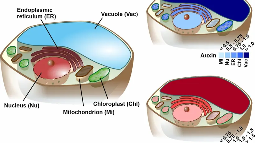 On the left side, a graphical overviews of the compartments of a plant cell that are labeled in different colours are shown. On the upper right corner the concentration of the plant hormone auxin is shown in different blue coulors in the different cell compartments illustrating that the highest concentration. Similarly, the concentration of the plant hormoone cytokinin in the different cell compartments is shown on the lower right corner in different red colours.