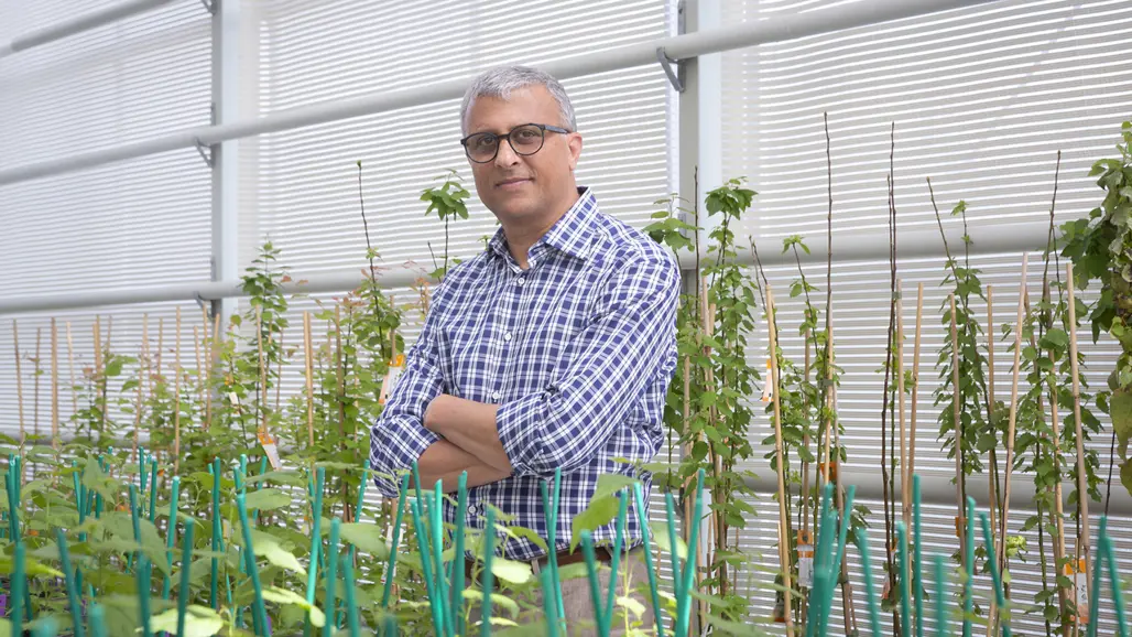 Portrait of Rishikesh Bhalearo standing in one of the greenhouses at Umeå Plant Science Centre with hybrid aspen plants standing in front and behind him
