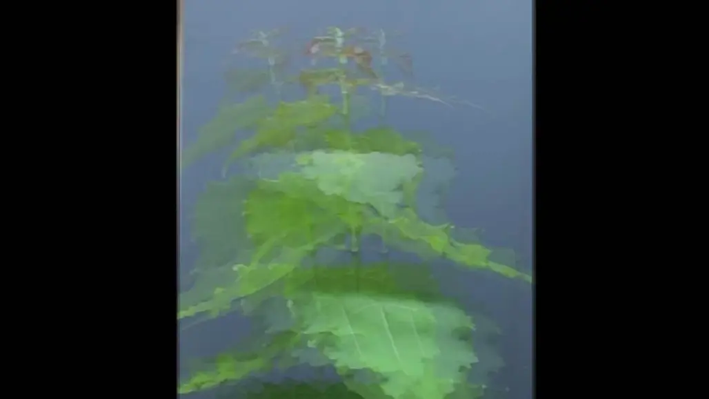 Several photos of an aspen tree in different positions are laying over each others to illustrate the shaking of the tree.