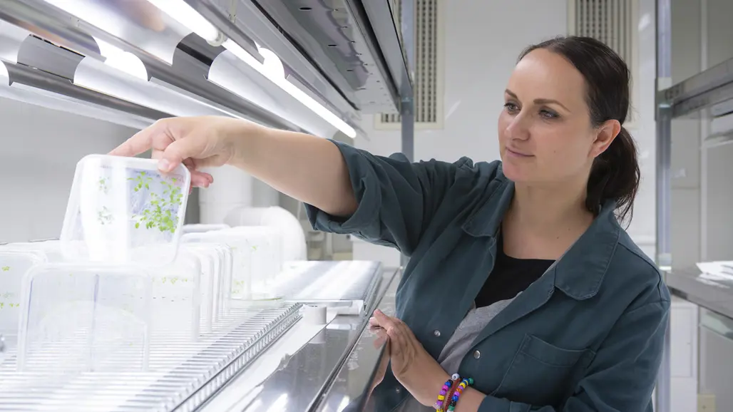 Petra Marhava standing in an in vitro growth room fetching a square plate with green Arabidopsis seedlings