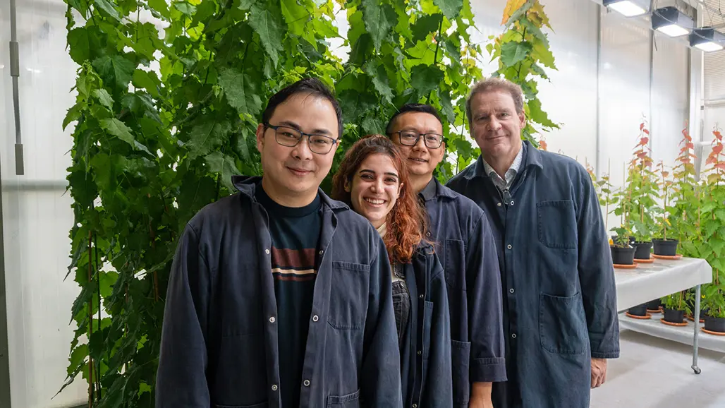 Three man and one women wearing blue labcoats are standing in front of aspen trees in a greenhouse. They are all smiling into the camera.