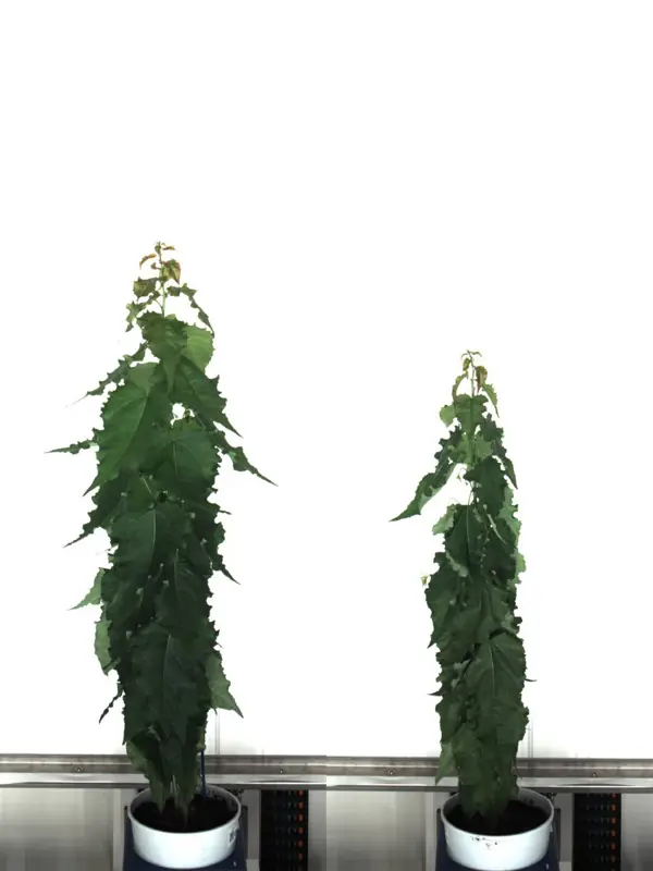 A tall aspen tree grown under control conditions on the left and a small aspen tree grown under drought conditions on the right.