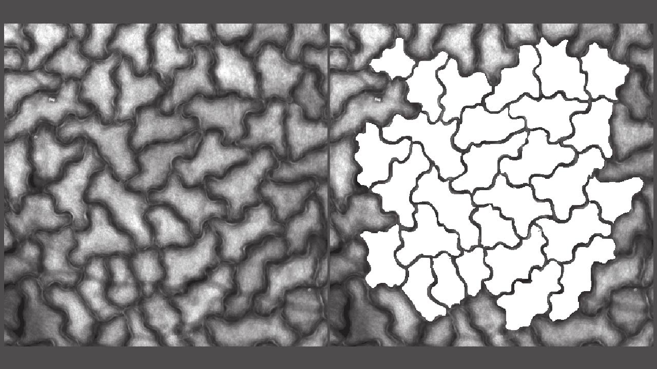 Microscopy image of aspen leaf cells alongside the same image with cell outlines traced for shape analysis