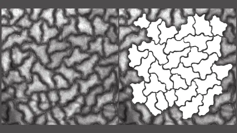 Microscopy image of aspen leaf cells alongside the same image with cell outlines traced for shape analysis