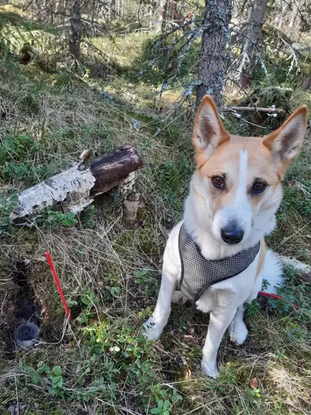 En brunvit hund som sitter i skogen bredvid verktyg och tittar in i kameran