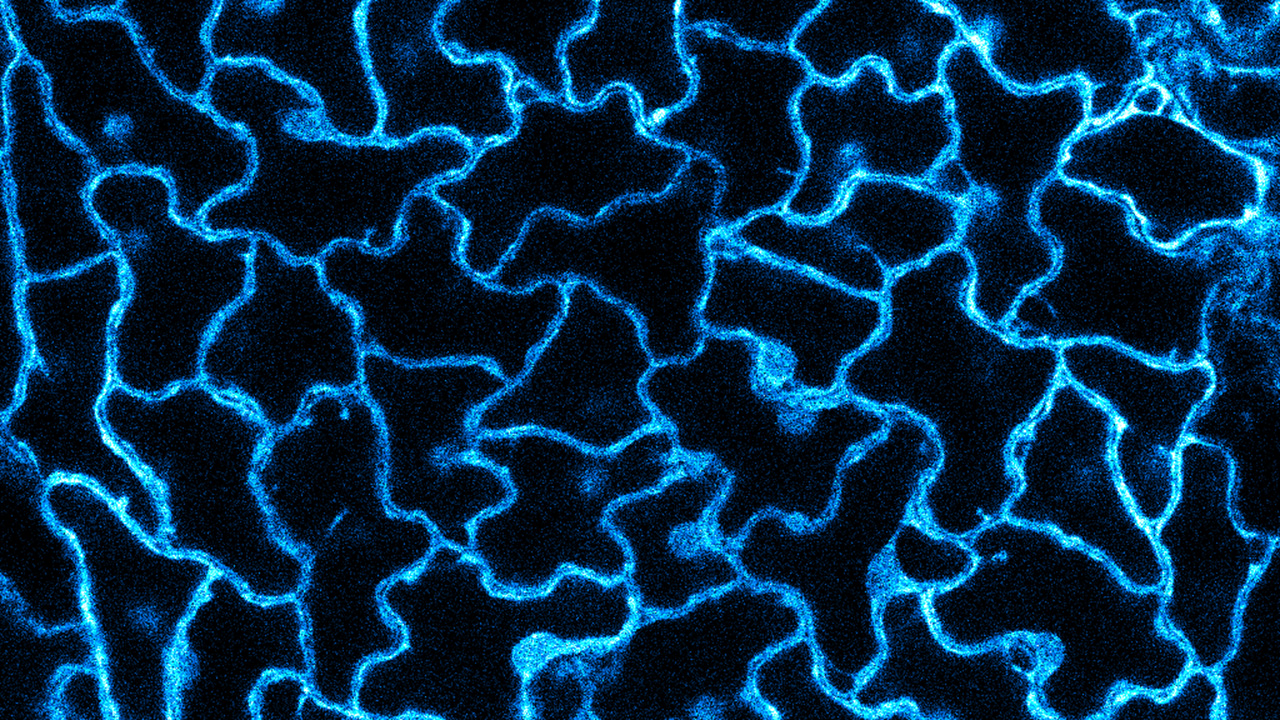 Puzzle-shaped cells on the surface of an aspen leaf seen under a microscope with blue coloured surroundings