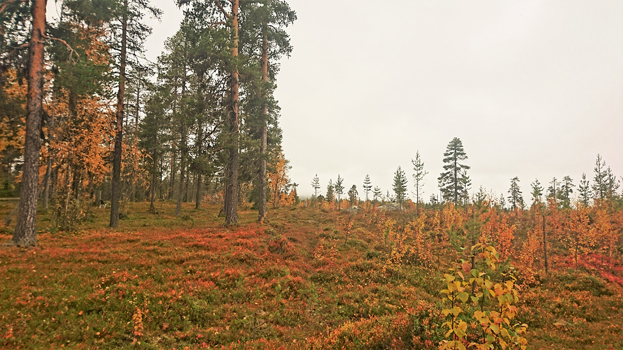 Ett skogslandskap där en obrukad skog syns till vänster och ett kalhygge med ung återväxt till höger, med en tydlig gräns mellan dem i mitten.