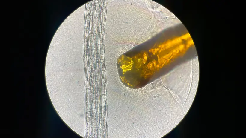 Microscope image showing a thin plant root next to the tip of an organic electronic ion pump.