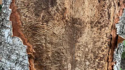 Larvgångar av granbarkborre