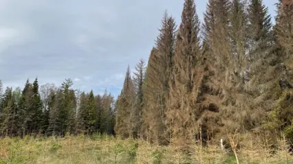 Granar dödade av granbarkborre