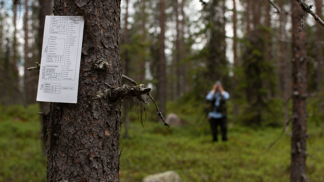 Höjdmätning av provträd