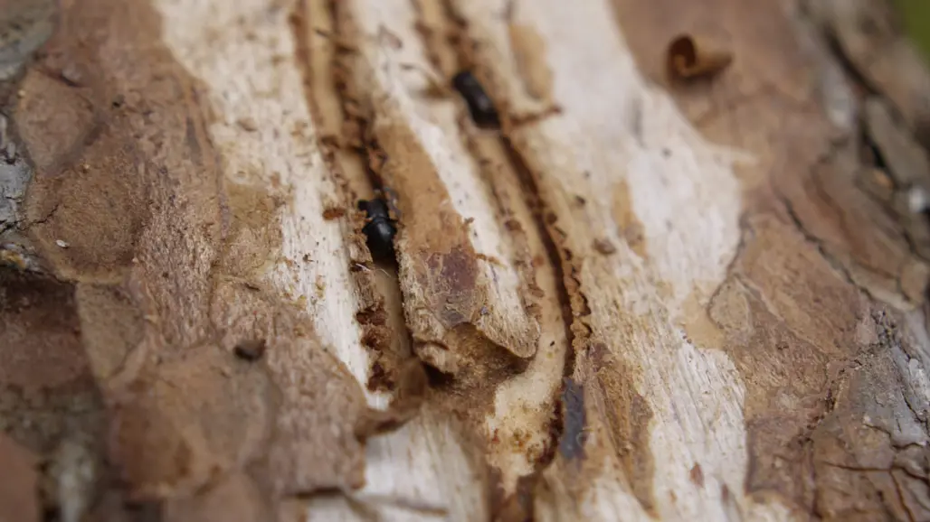 Två granbarkborrar i exponerade gångar