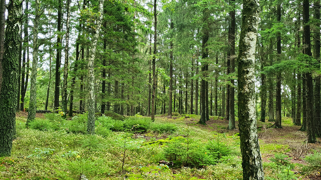 En flerskiktad blandskog utanför Göteborg
