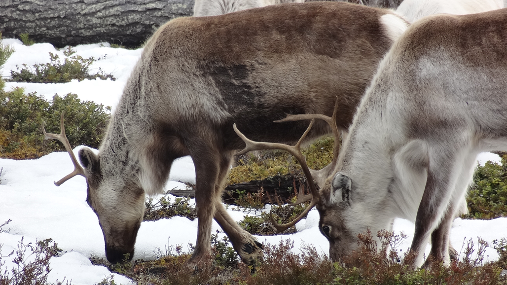 Fyra renar söker föda på marken som är delvis täckt av snö
