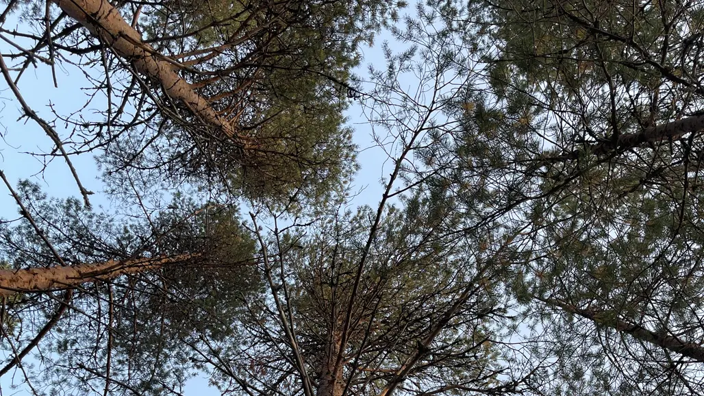 Ett underifrån perspektiv på tallar som sträcker sig mot blå himmel
