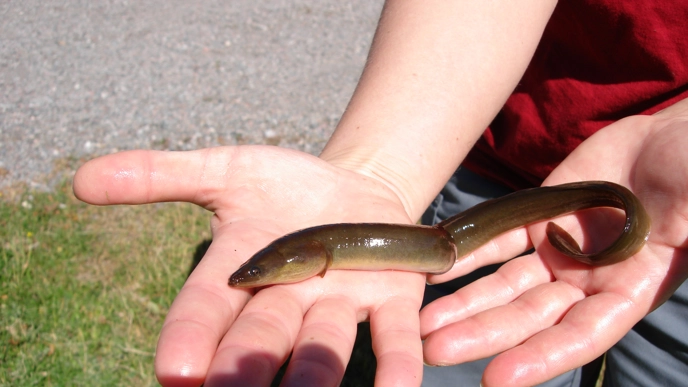 En person håller en liten europeisk ål (Anguilla anguilla) i båda händerna med gräs och grus i bakgrunden.