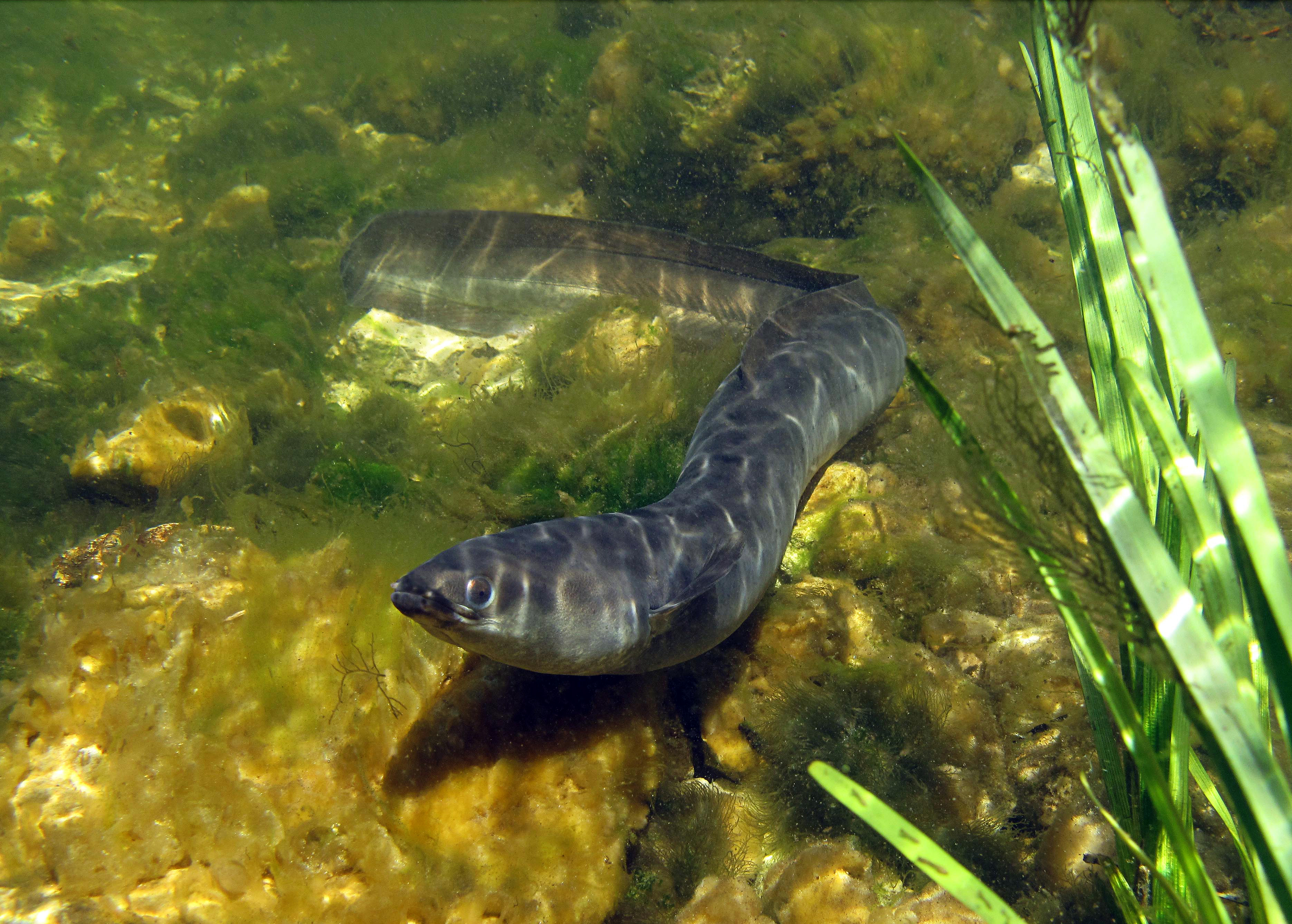 Europeisk ål (Anguilla anguilla) simmar över en stenig och algbevuxen botten i klart vatten, med några vattenväxter i förgrunden