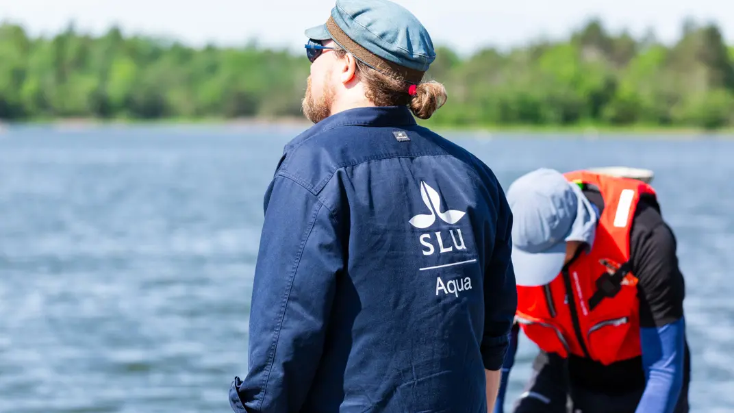 tEn person iklädd blå skjorta där det står "SLU Aqua" blickar ut över en sjö