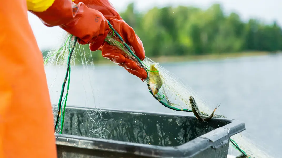 En person i orange regnklädsel och röda handskar lyfter upp ett fisknät fyllt med abborrar och andra fiskar ur vattnet. En svart plastback står på båten för att samla fångsten. I bakgrunden syns en stenig kustlinje med träd och buskar.