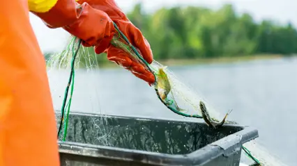 A person in a orange raincoat and red gloves lifts a fishing net filled with perch and other fish out of the water. A black plastic tray stands on the boat to collect the catch. In the background, a rocky coastline with trees and bushes.
