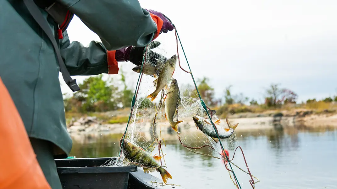 A person in a green raincoat and orange gloves lifts a fishing net filled with perch and other fish out of the water. A black plastic tray stands on the boat to collect the catch. In the background, a rocky coastline with trees and bushes.