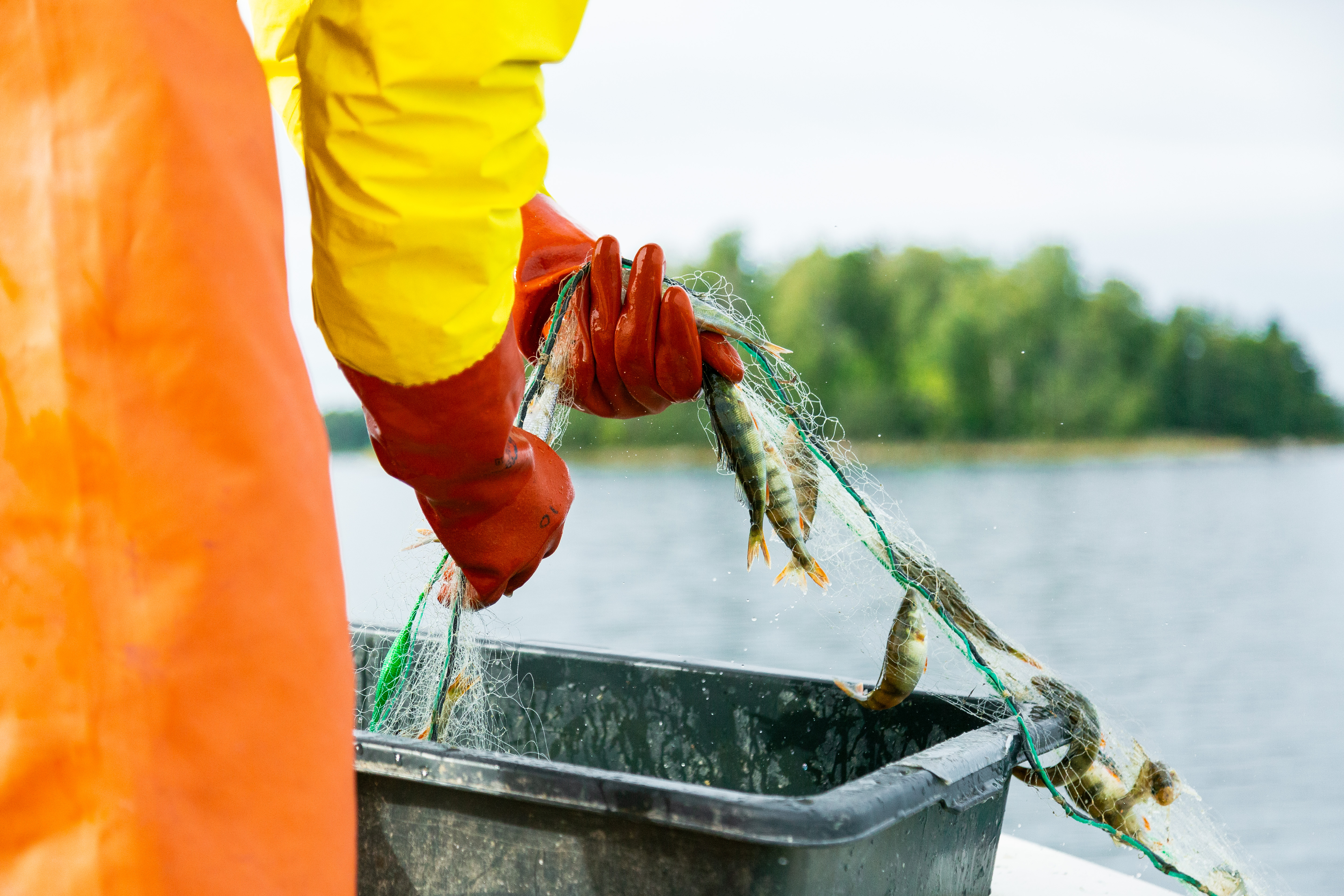  En person i orange regnklädsel och röda handskar lyfter upp ett fisknät fyllt med abborrar och andra fiskar ur vattnet. En svart plastback står på båten för att samla fångsten. I bakgrunden syns en stenig kustlinje med träd och buskar.