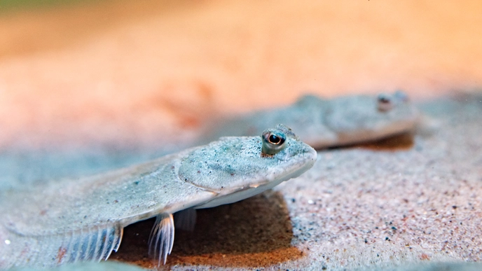 Två skrubbskäddor (Platichthys flesus) ligger kamouflerade mot havsbotten. Deras ögon sticker upp ovanför kroppen och de är väl anpassade till det bottennära livet.