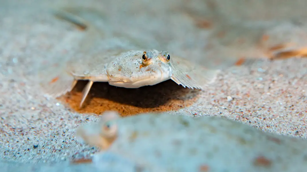 A flounder (Platichthys flesus) lies camouflaged against the seabed.