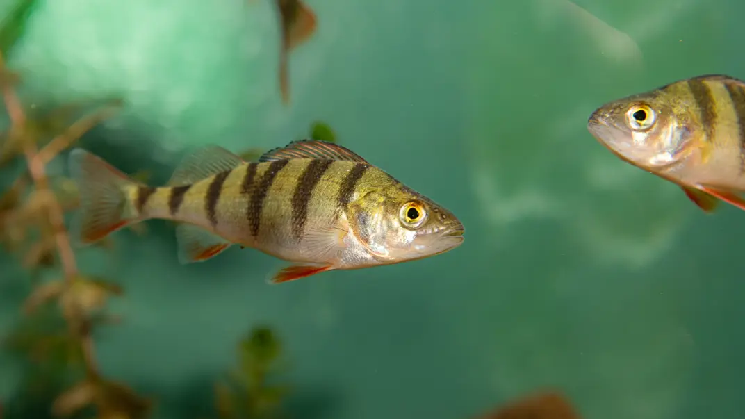 A close-up of a perch (Perca fluviatilis) swimming in a greenish aquarium. The fish's characteristic dark stripes and red fins are clearly visible. In the background are blurred plants and two other perch.