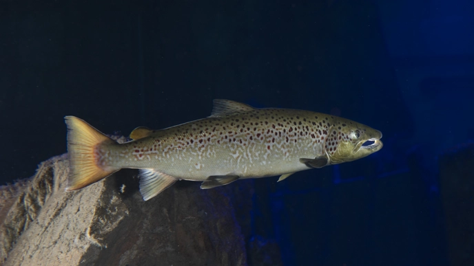 Lax simmar nära en klippa i ett mörkt, klart vatten.