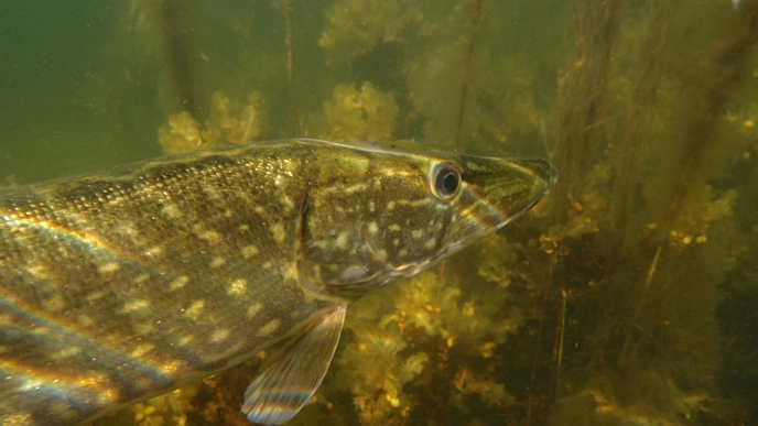 Pike under water