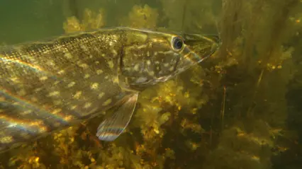 Pike under water