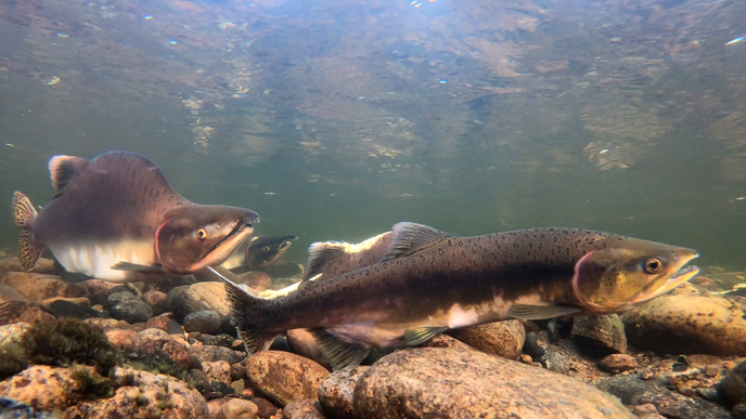 Spawning pink salmon (Oncorhynchus gorbuscha) swim over a rocky bottom in clear freshwater. A male humpback is clearly visible on the left of the picture.