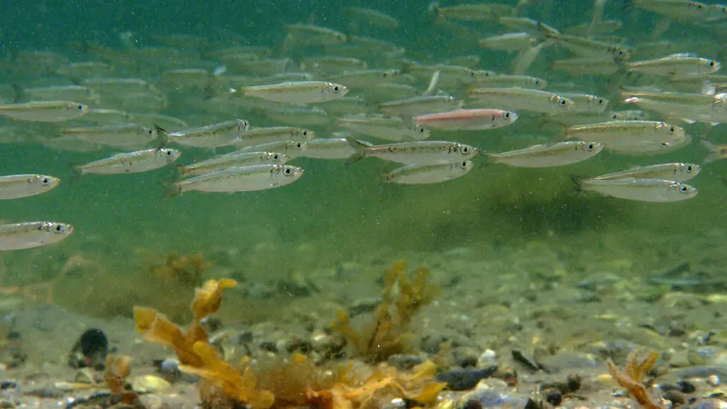 A school of small silvery fish swims through murky water near the bottom, where mussel shells and seaweed are visible. One of the fish has a distinct reddish color. The background is blurred, with more fish and underwater plants.