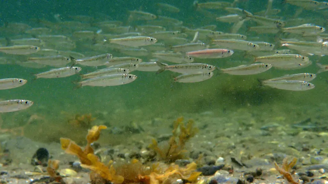 A school of small silvery fish swims through murky water near the bottom, where mussel shells and seaweed are visible. One of the fish has a distinct reddish color. The background is blurred, with more fish and underwater plants.