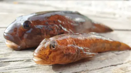 Round goby (Neogobius melanostomus)