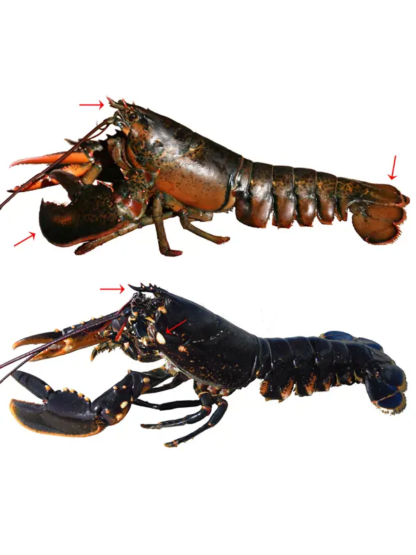 Amerikansk och europeisk hummer