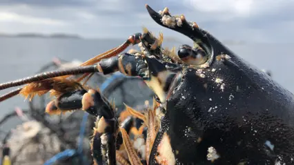 Europeisk hummer (Homarus gammarus)
