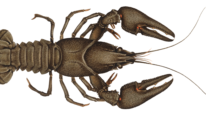 Illustration av en flodkräfta (Astacus astacus) sedd uppifrån, med tydligt synliga klor, ben och segmenterad stjärt.