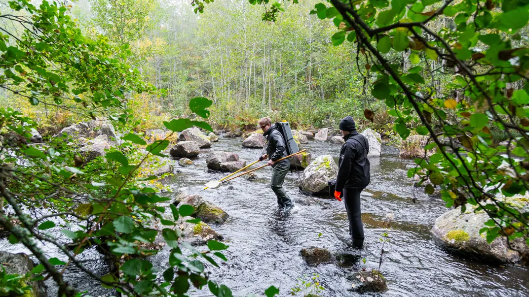 Two people in wading boots are electrofishing in a small stream surrounded by lush forest.