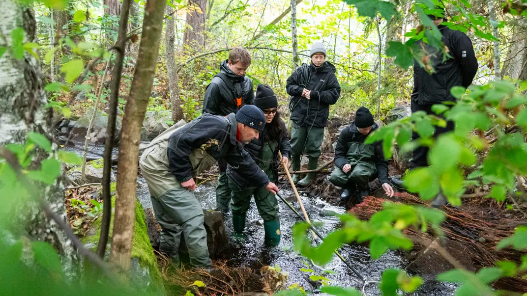 A group of people in waders are electrofishing in a small stream surrounded by lush forest. A man in waders and a cap holds a net and an electrofishing rod while talking to the others, who are holding a black bucket and other equipment. The environment is natural and humid, with rocks and branches in the water
