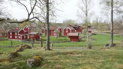 En samling röda hus i lantlig miljö, omgivna av naturbetesmark med glest björkbestånd. Foto.