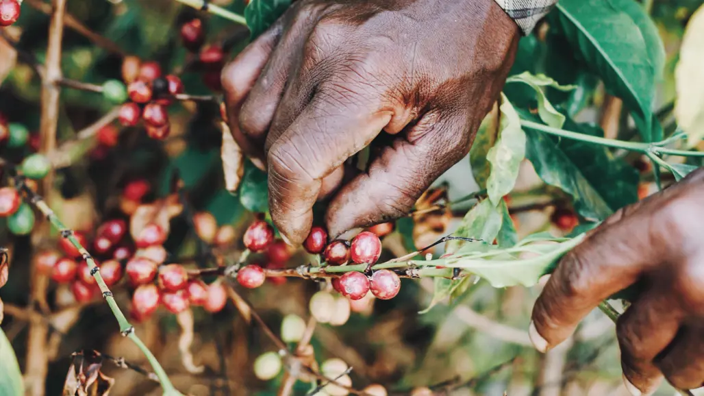 Närbild på händer som plockar röda bär på en grön buske. Foto.