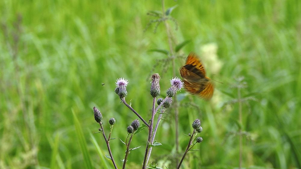 Grönska med en lila blomma i fokus, en fjäril samt andra insekter. Foto. 