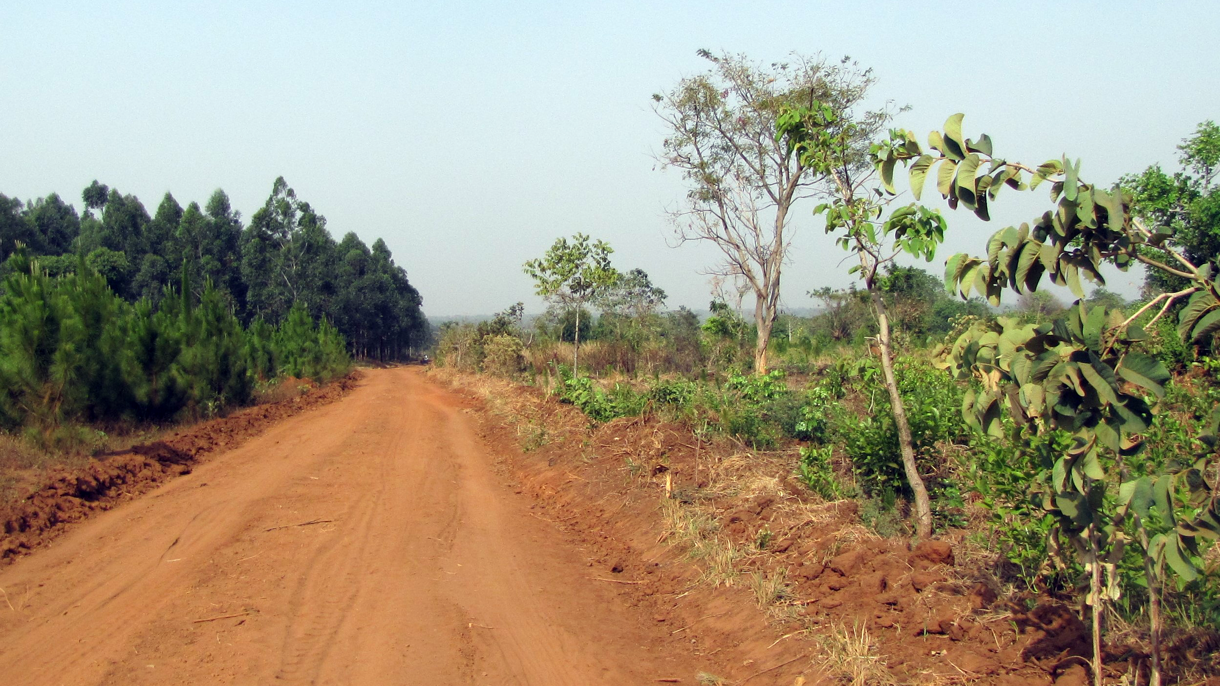 A small road with a forestry plantation to the left, while the right side is covered with other kinds of bushes and trees.