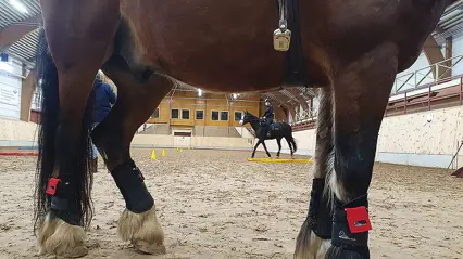 Häst med sensorer runt bogen och hovar