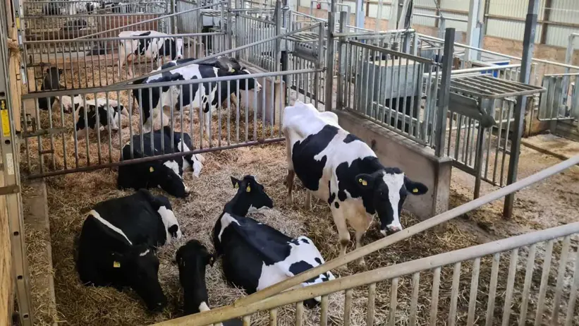 SLB kor i boxar i Götalas nötstall. Foto Karin Wallin.